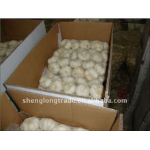 New 2011 snow white garlic